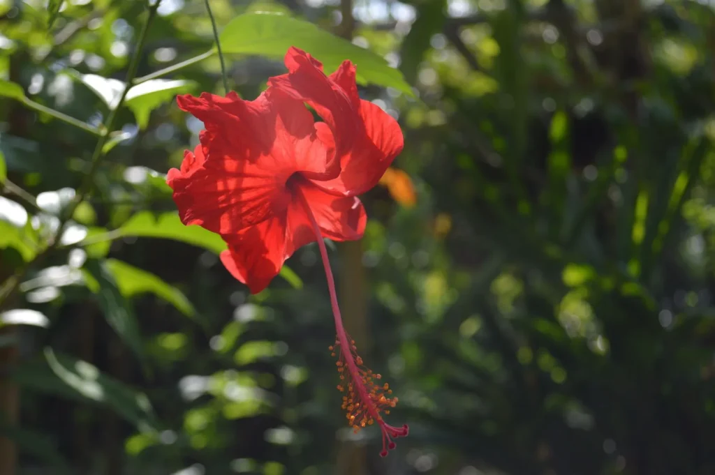Hibiskusblüte – die Herznote von Bvlgari Omnia Coral