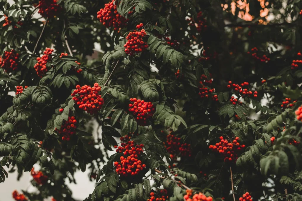 Gojibeeren – die fruchtige Note von Bvlgari Omnia Coral
