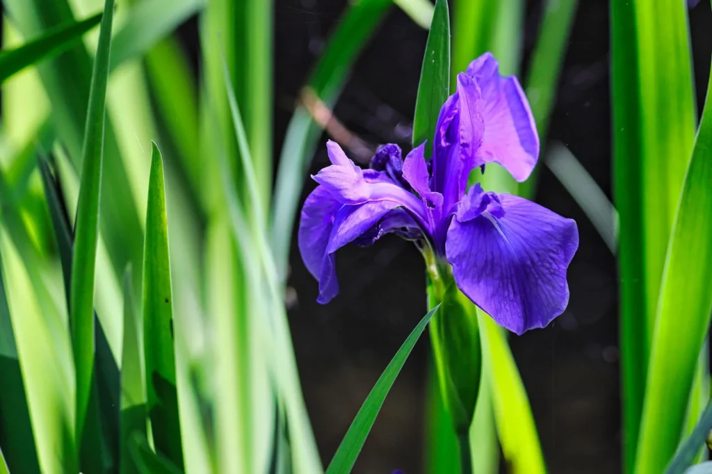 Iris – die pudrige Herznote von Dior Homme Intense