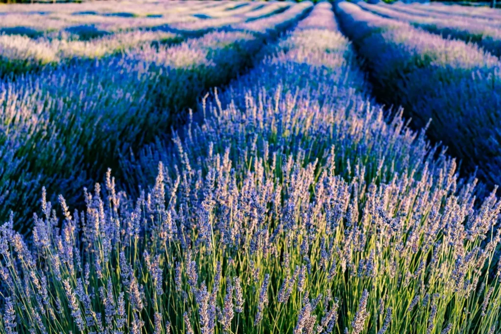 Lavendel – das Herz von Gisada Ambassador