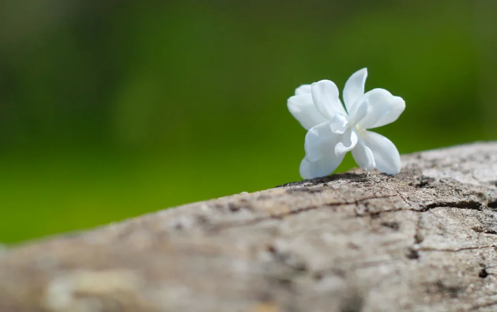 Weißer Jasmin – das Herz von Jil Sander Pure