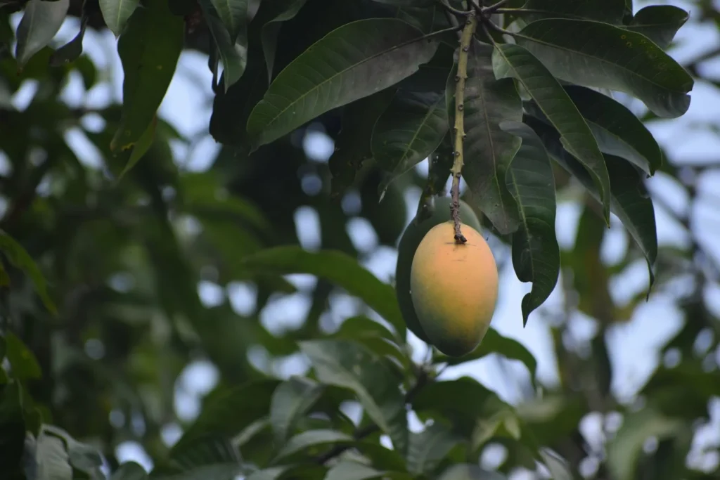 Mango – die Fruchtnote von Jil Sander Style
