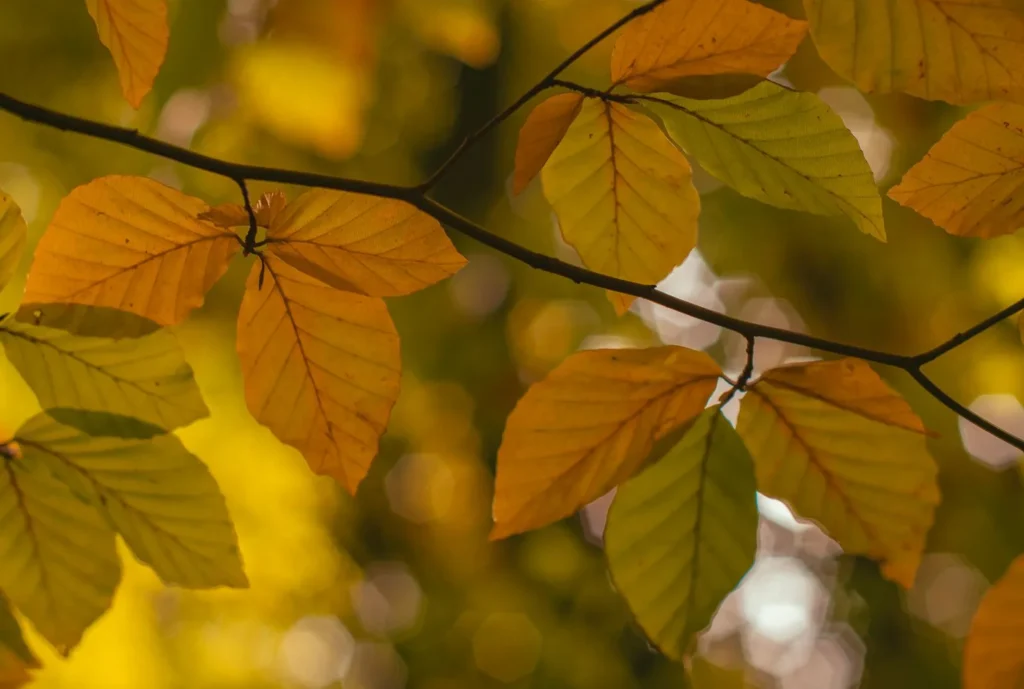 Herbstlaub – Stylessence ist ein Duft für die kalte Jahreszeit