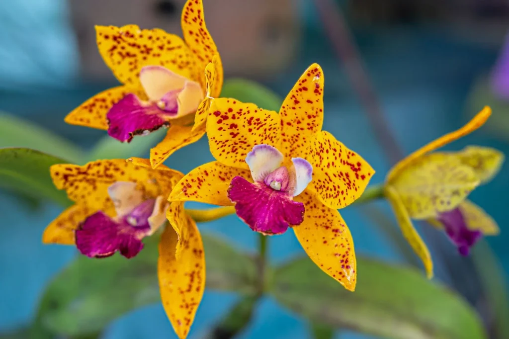 Vanilleblüte – die Inspiration von Kayali Vanilla 28