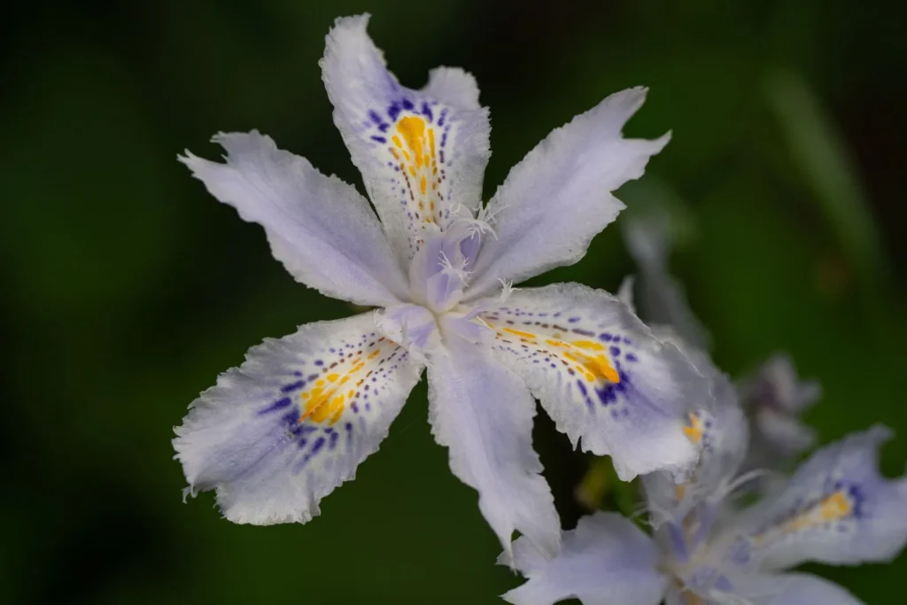 Iris – das Herz von Prada Infusion d’Iris