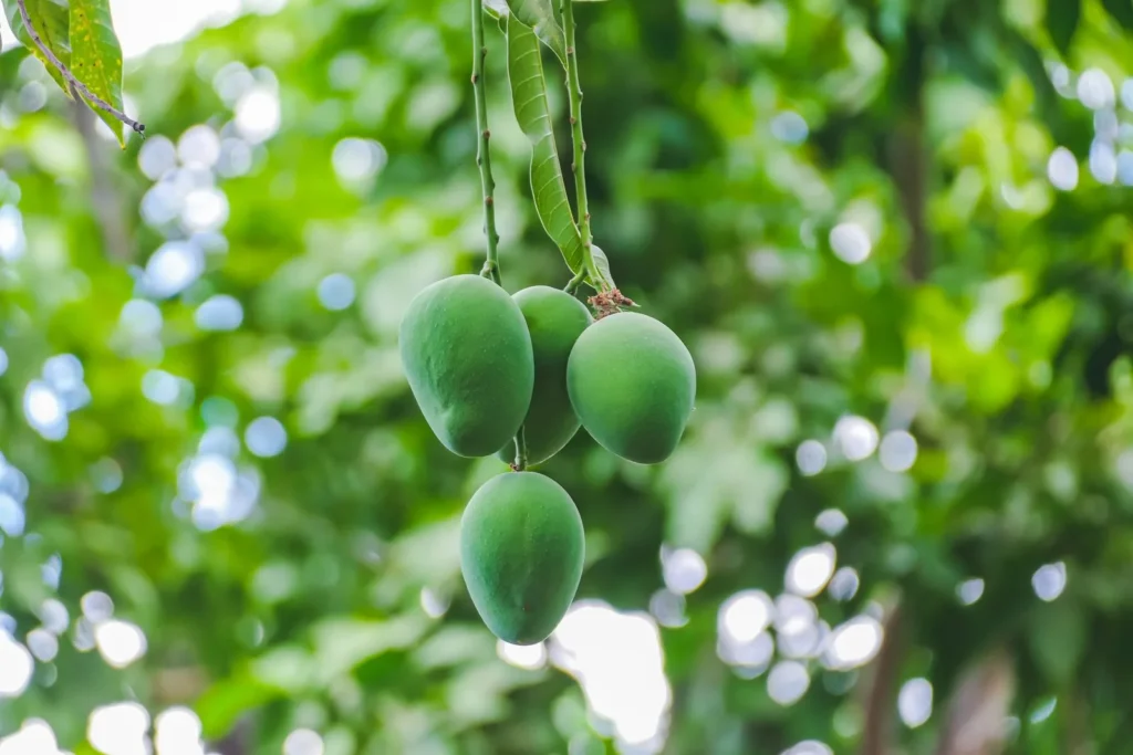 Grüne Mango – die Signaturnote von Un Jardin sur le Nil