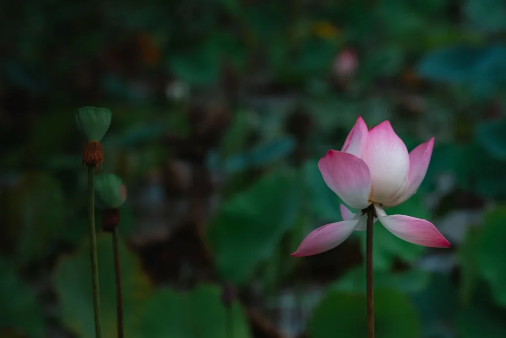 Lotusblüte – das Herz von Un Jardin sur le Nil