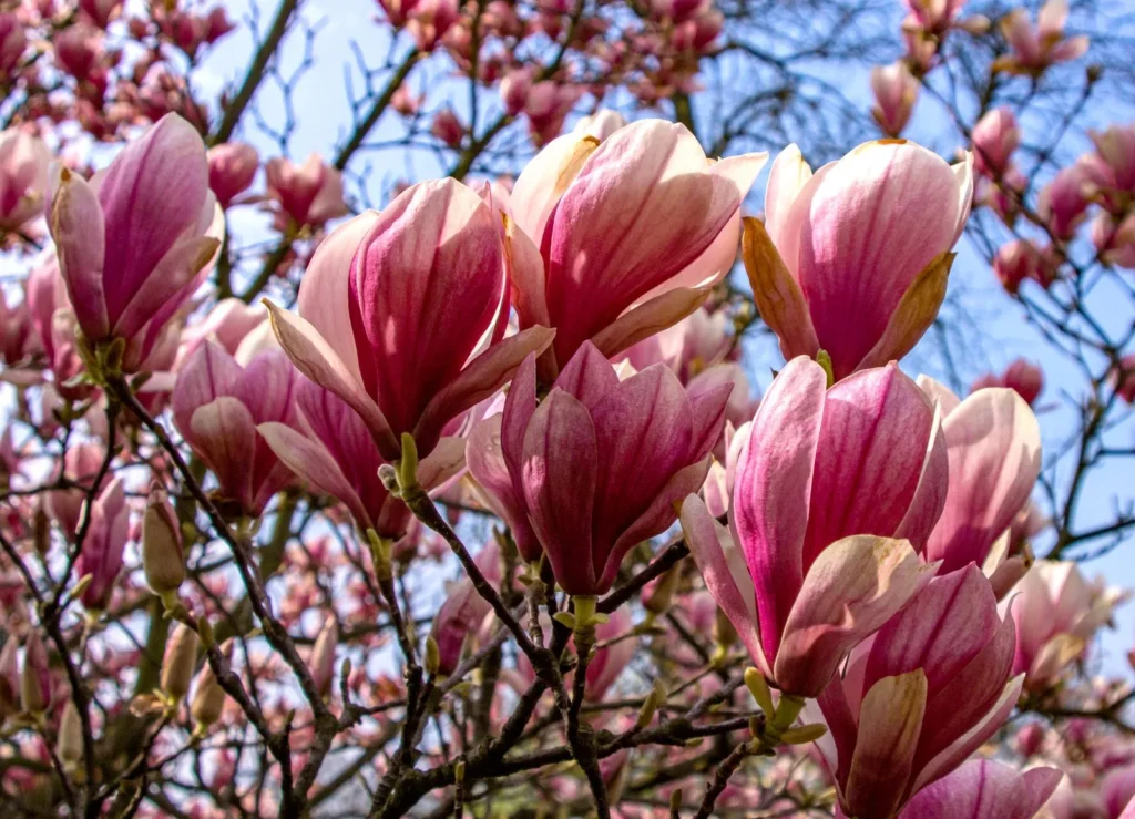 Magnolie – die Herznote von Versace Bright Crystal