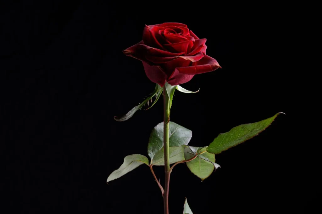 Rose – die Herznote von Xerjoff Alexandria II